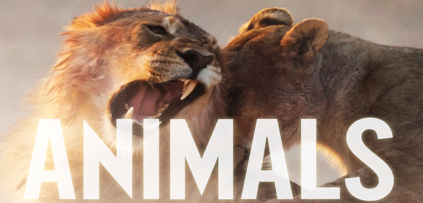 maroon 5 animals parody lyrics