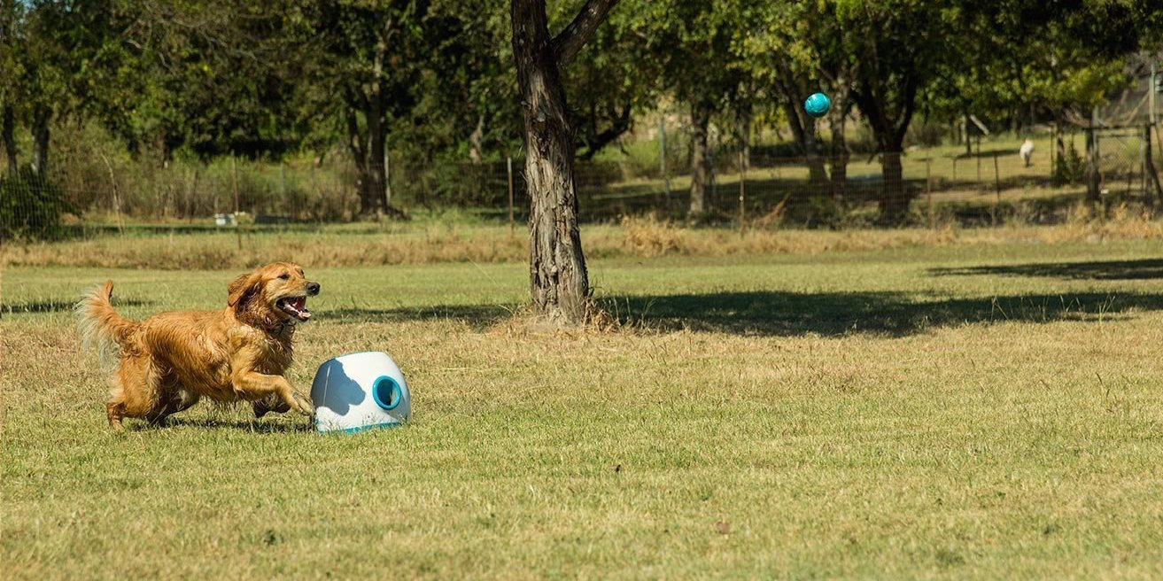 ifetch for big dogs