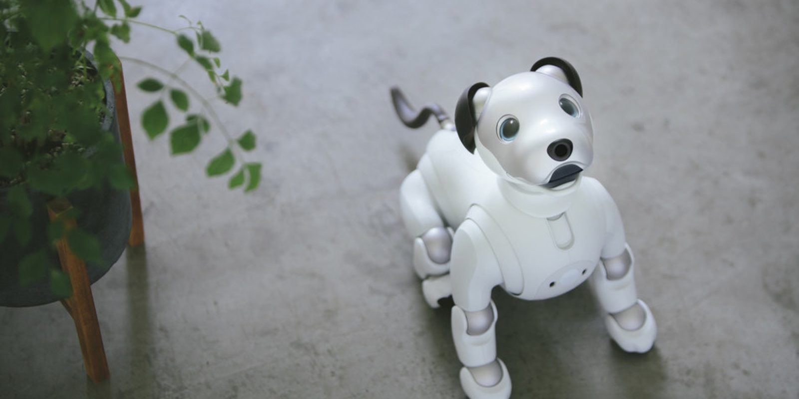 luciana's robotic dog