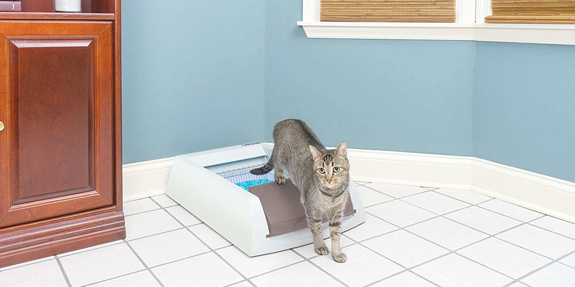 Never scoop litter again w/ the PetSafe selfcleaning litter box at