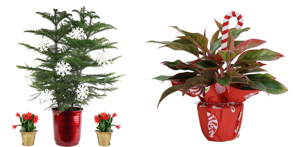  Indoor  plants  from 20 at Amazon today mini  Christmas 