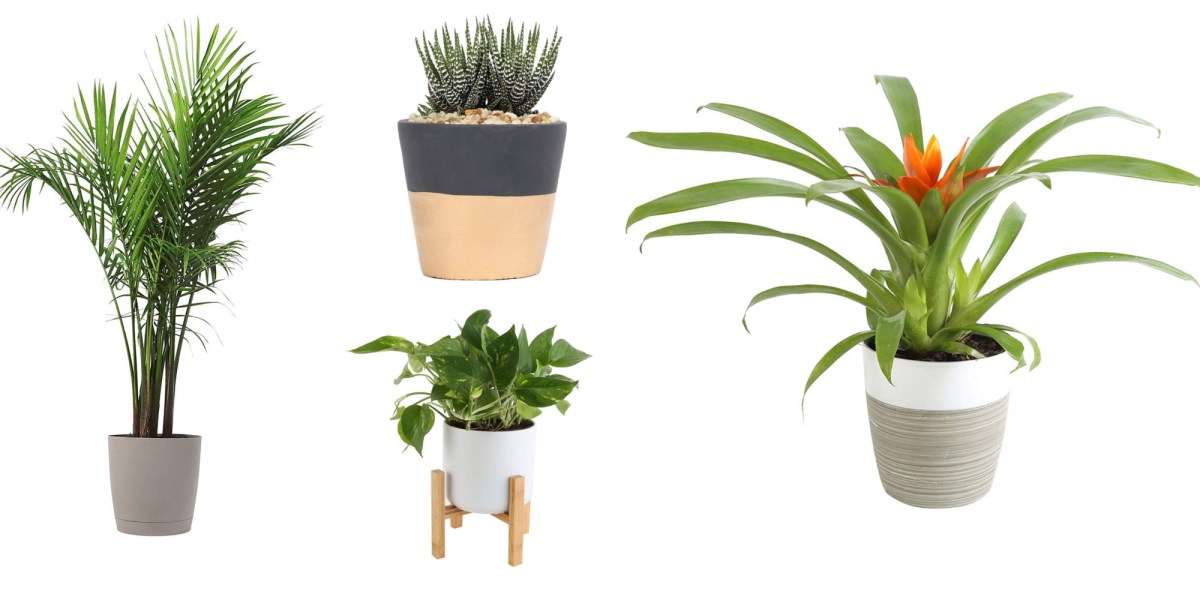 Amazon 1day Costa Farms Plant Sale from 16 succulents, palms, bamboo