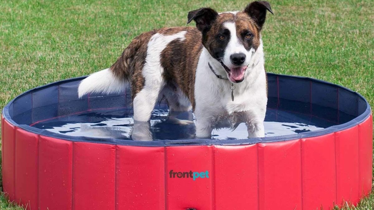 keeping pets cool this summer with a pool