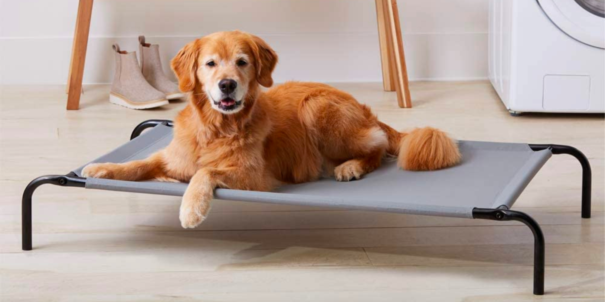 Give the dog Amazon's Elevated Large Pet Bed for 17.50 (Save 40