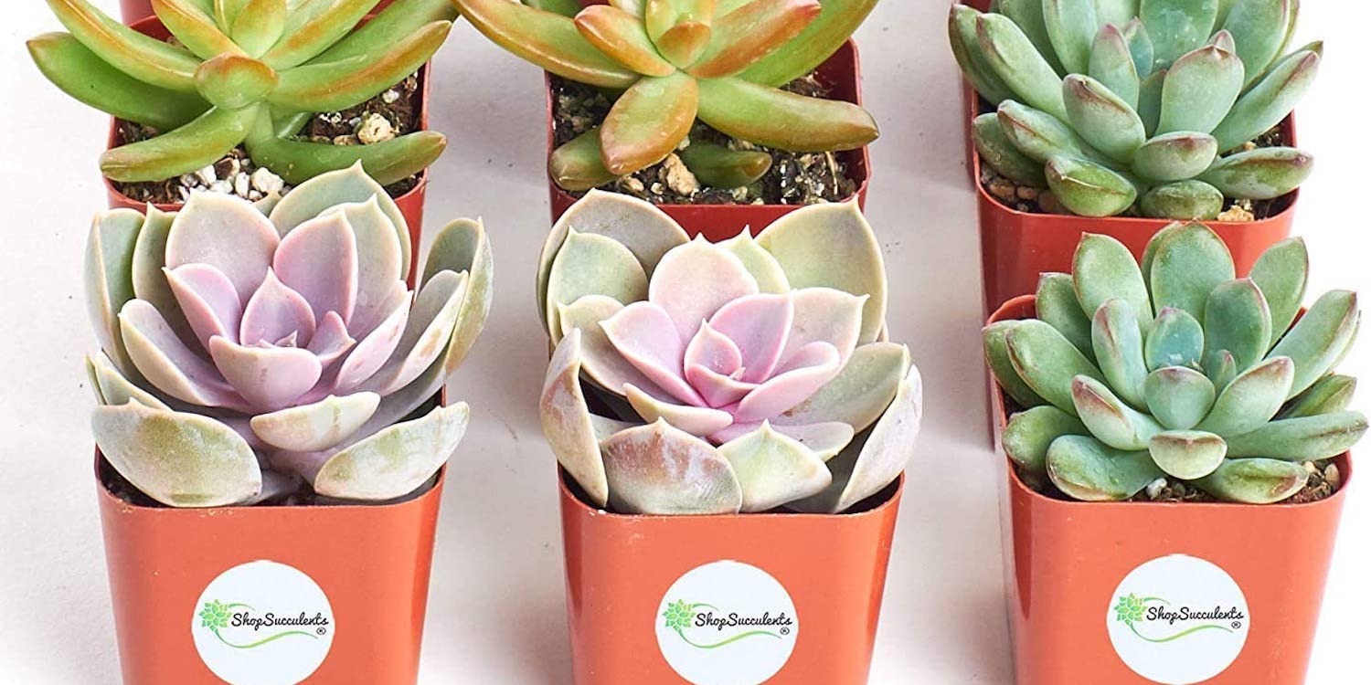 Bring some live plants into your home office from 16 in today's Amazon