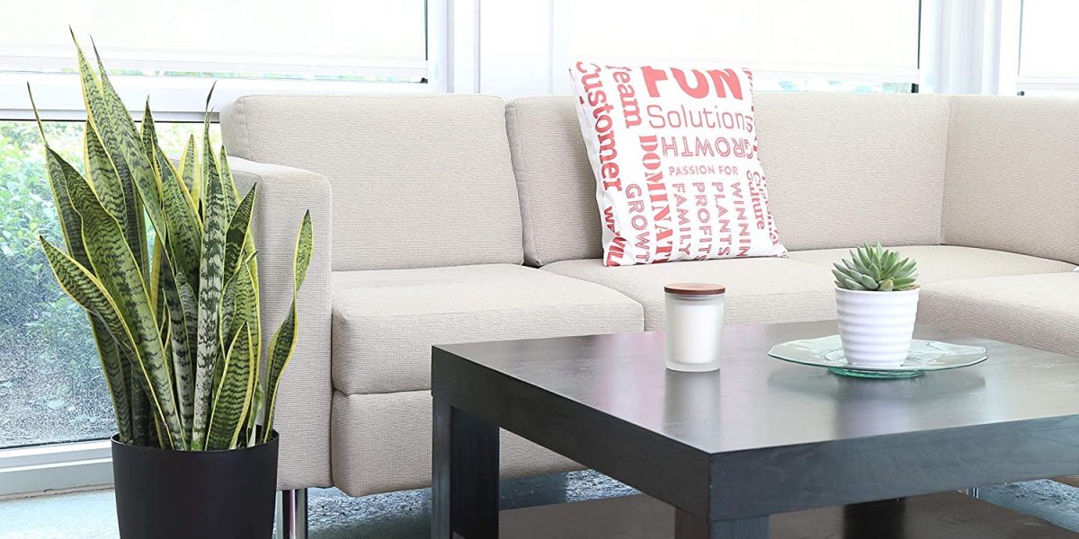 Amazon live plant Mother’s Day sale from 19 Sansevieria, Peace Lily