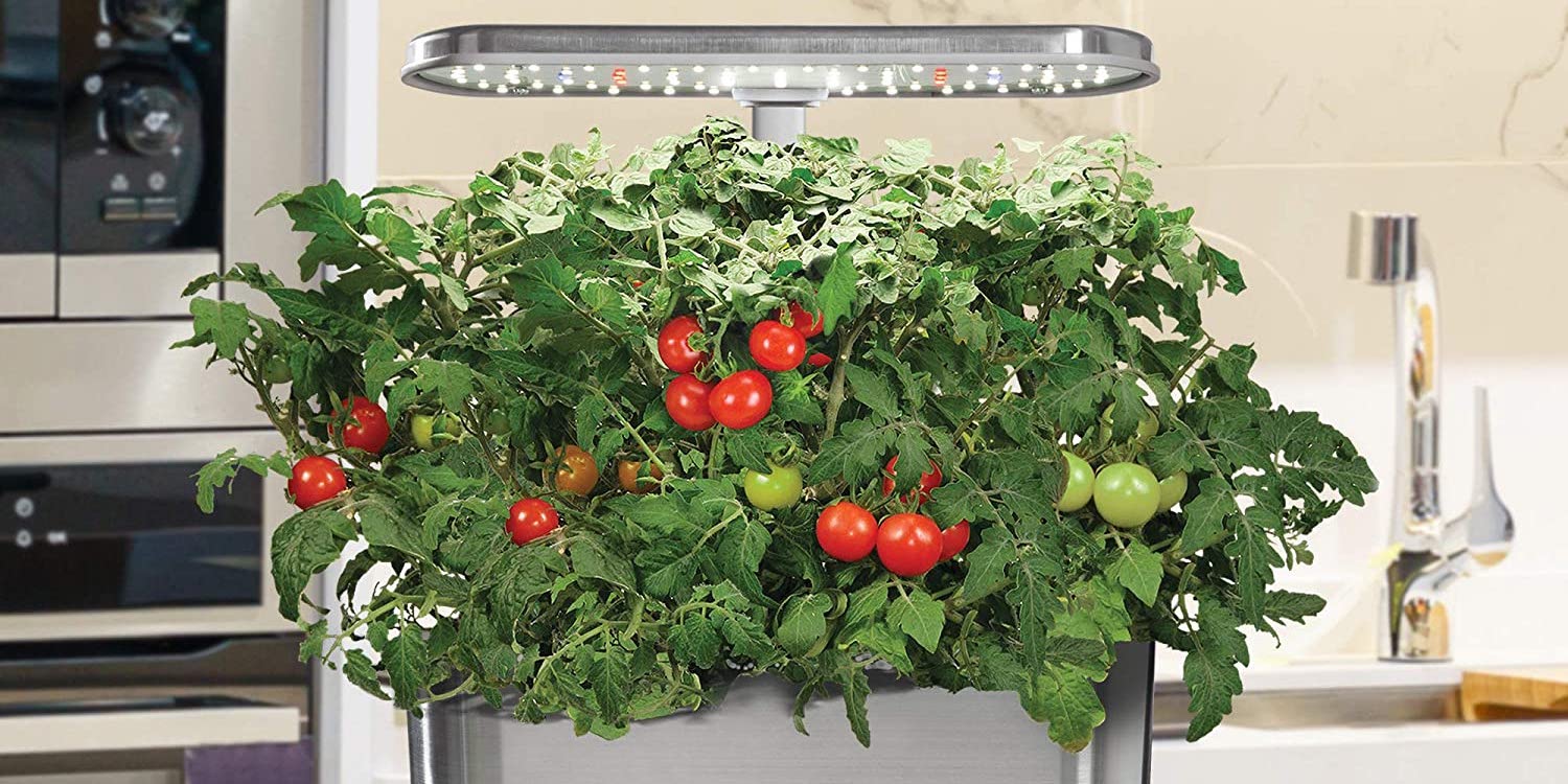 Making Salsa With Fresh Tomatoes From The Aerogarden Salsa Kit