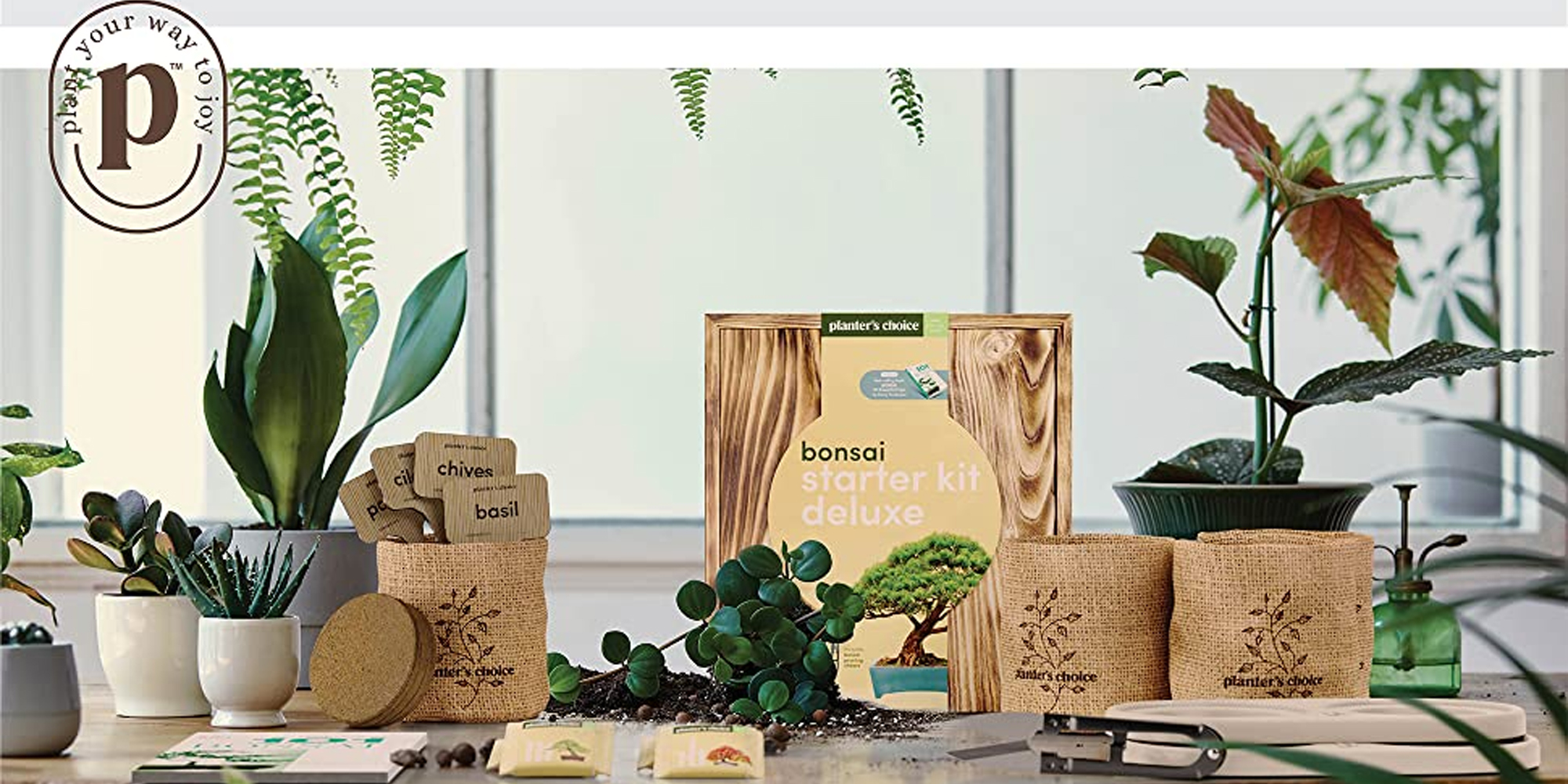 the Complete Kit to Easily Grow 4 Bonsai Planters' Choice Bonsai Starter Kit 