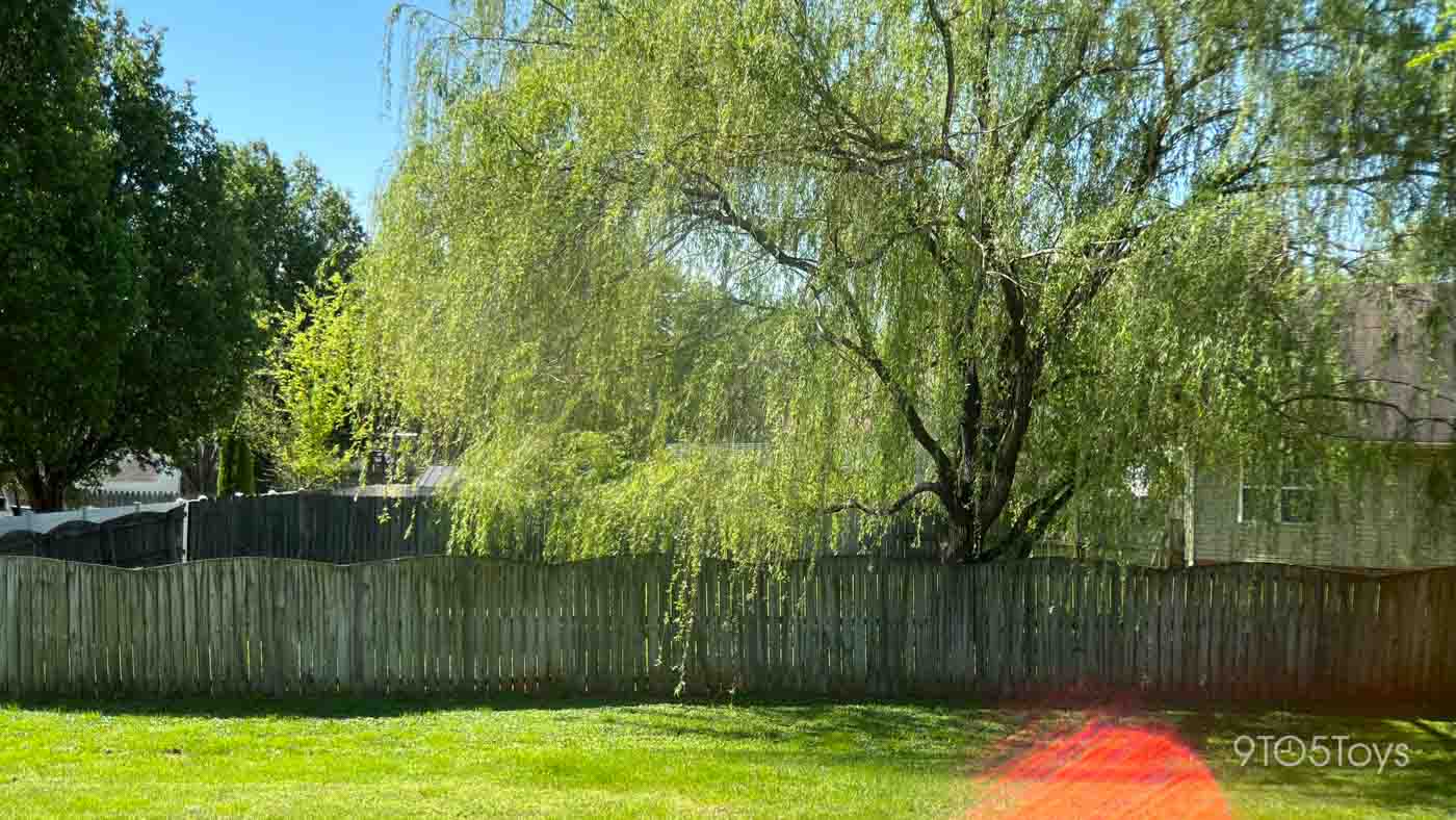 a tree in front of a fence