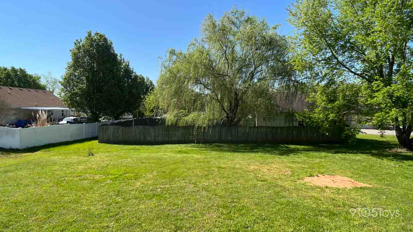 a tree in a grassy yard