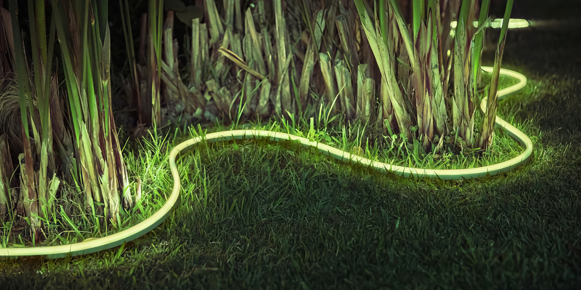 a tall green grass