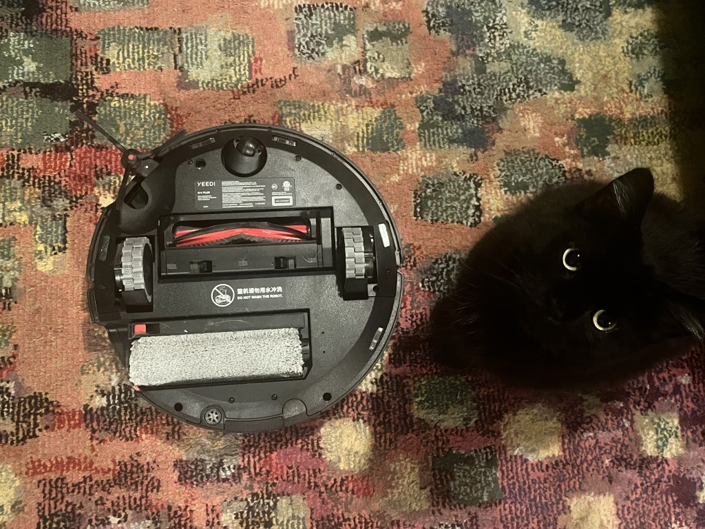 A black cat looking up at a vacuum cleaner