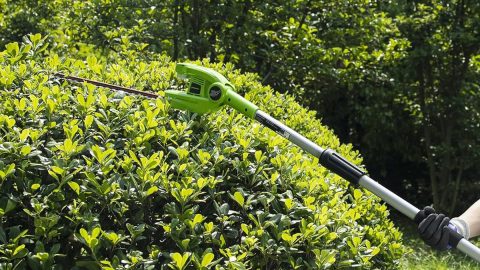 A person cutting bushes with a trimmer