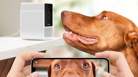 A dog taking a picture of a dog's face