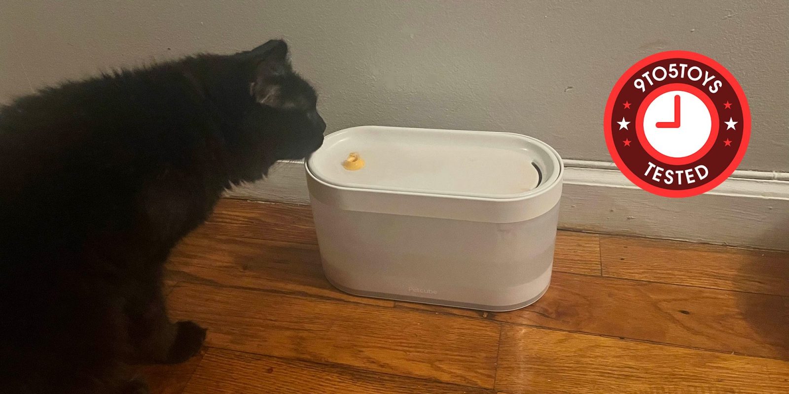 A cat sniffing a food container