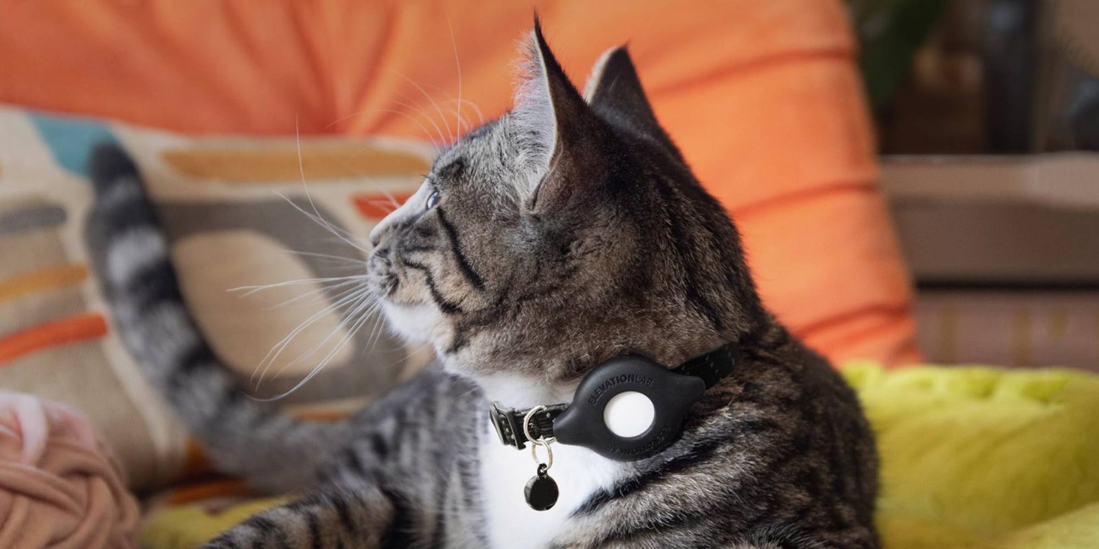 A cat with a collar