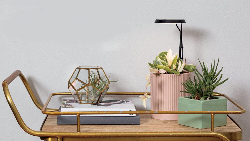A plant in a pot and a lamp on a shelf