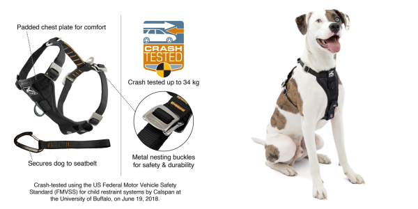 A dog with a harness