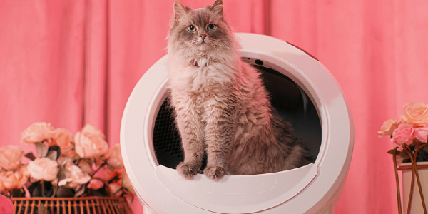 A cat sitting in a trash can