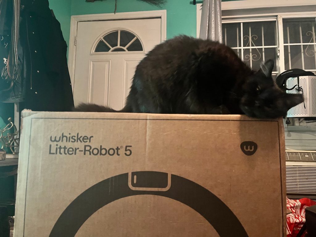 A cat sitting on a box