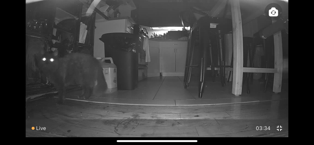 A cat walking in a room