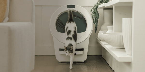 A cat walking in a dryer