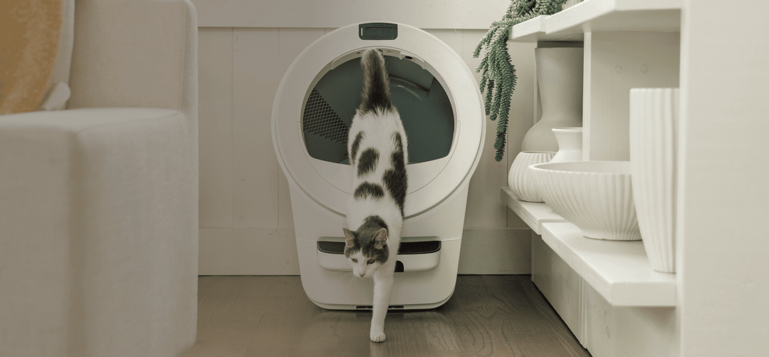 A cat walking in a dryer