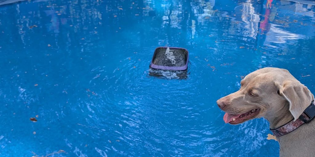 A dog looking at a bowl of water