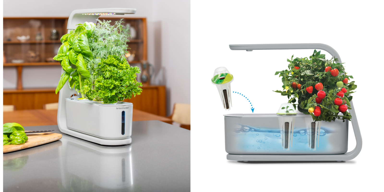 A plant growing in a pot