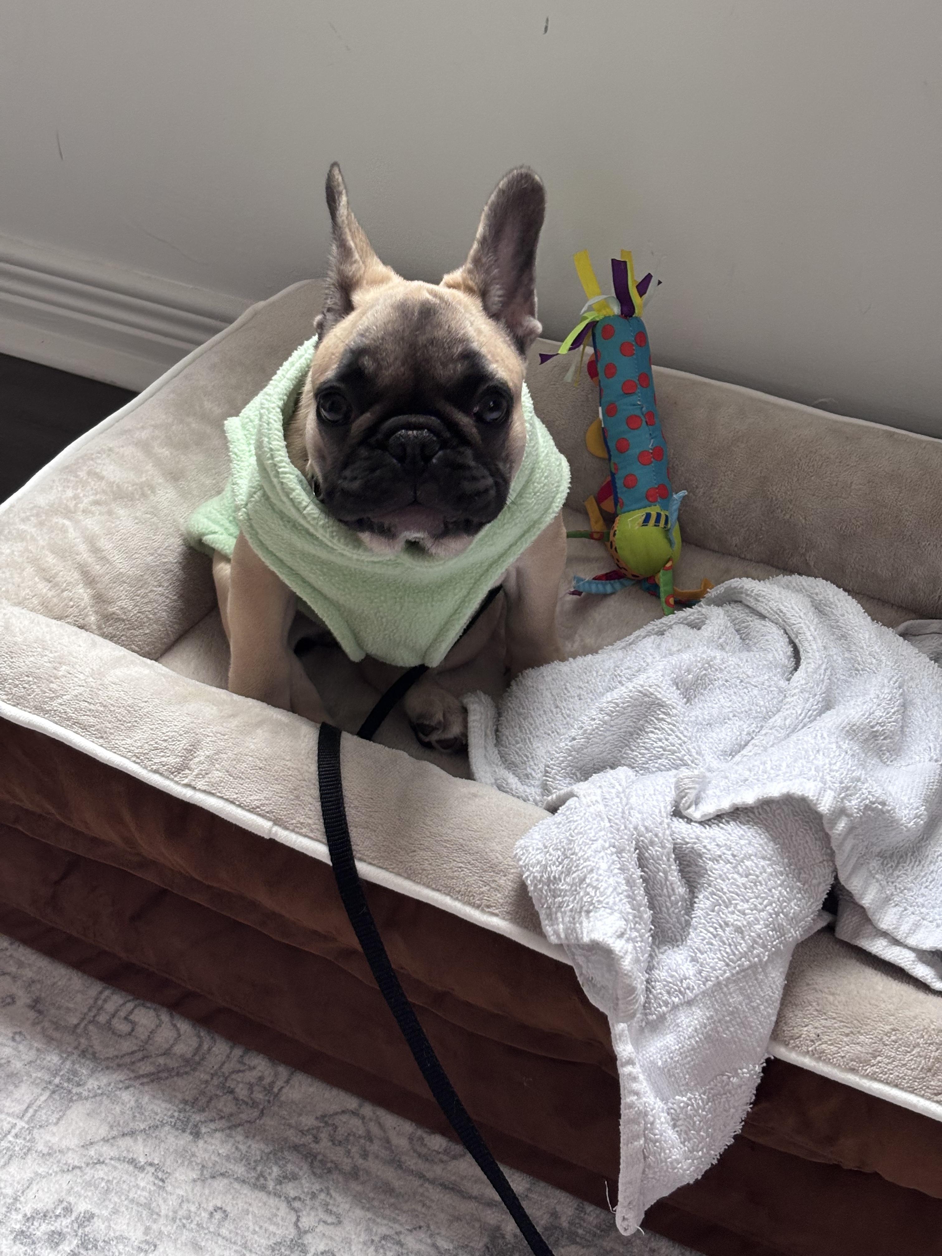 A dog sitting in a dog bed