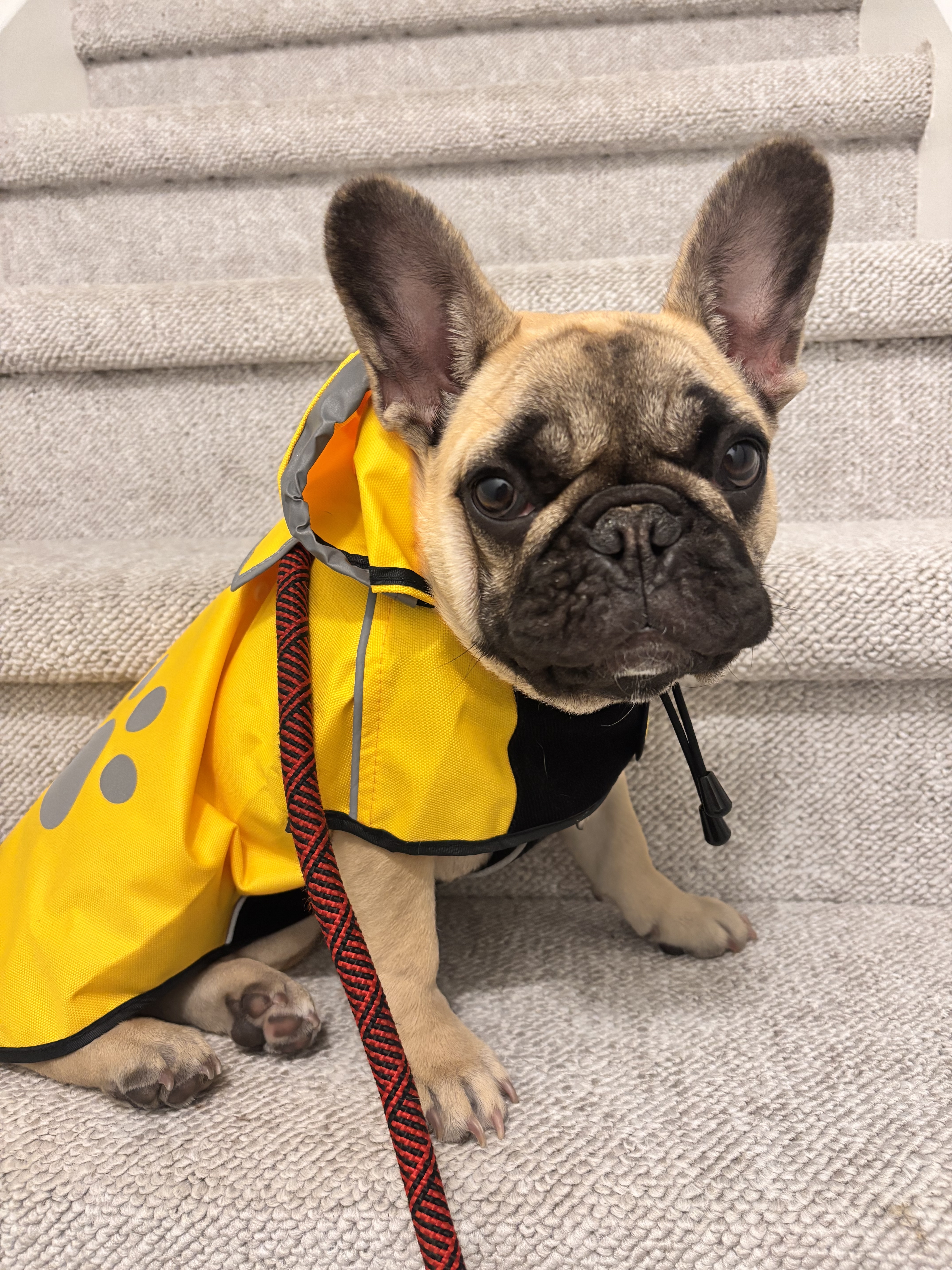 A dog wearing a yellow raincoat sitting on stairs