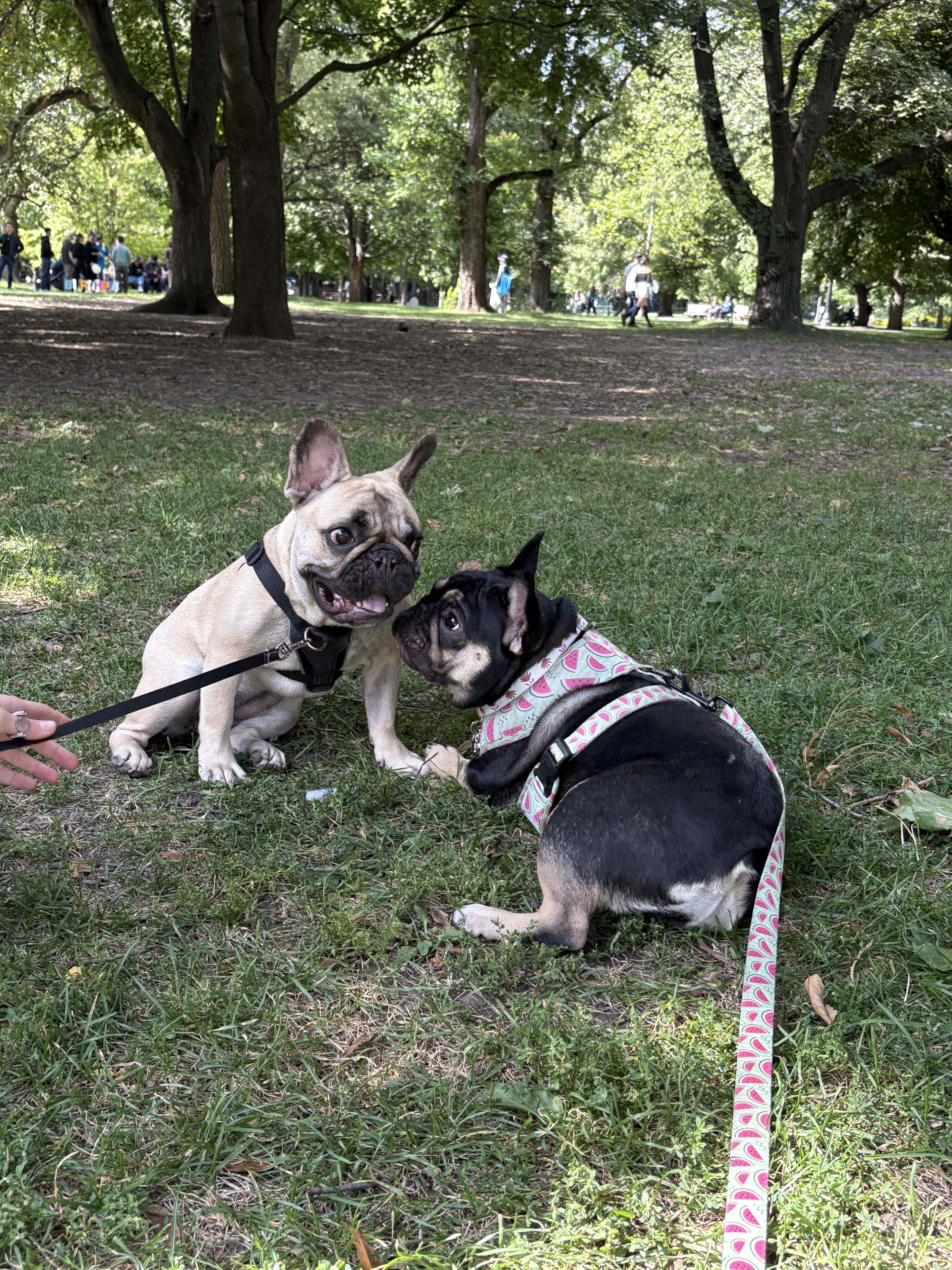 Two dogs on a leash in a park