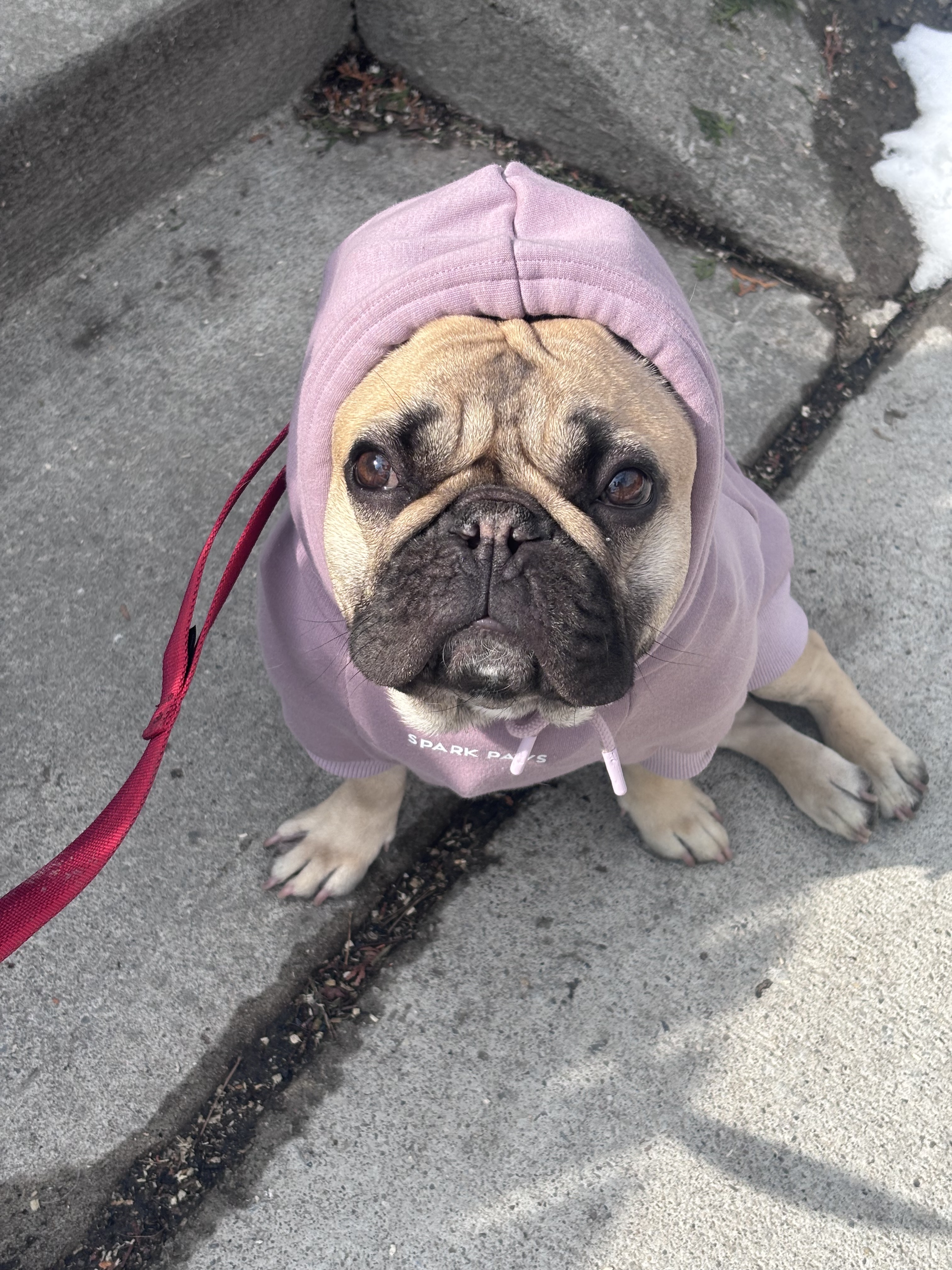 A dog wearing a hoodie
