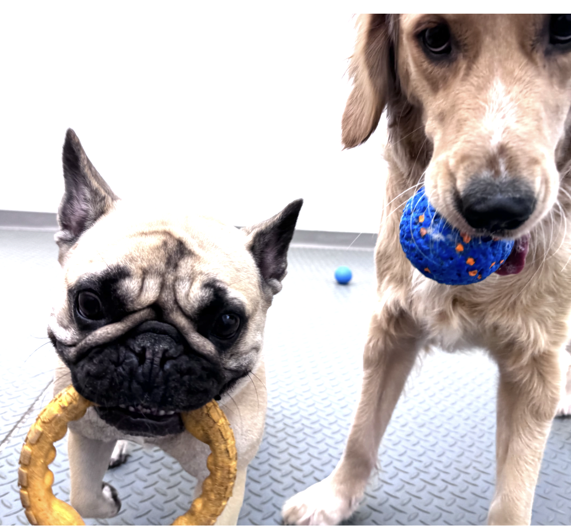 A dog with a toy in its mouth