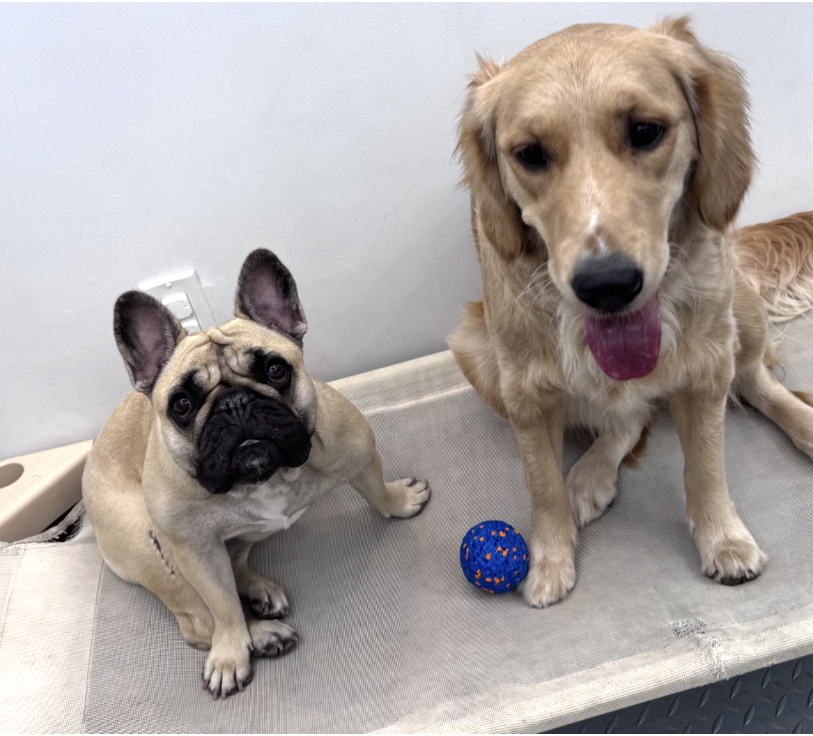 Two dogs sitting on a mat