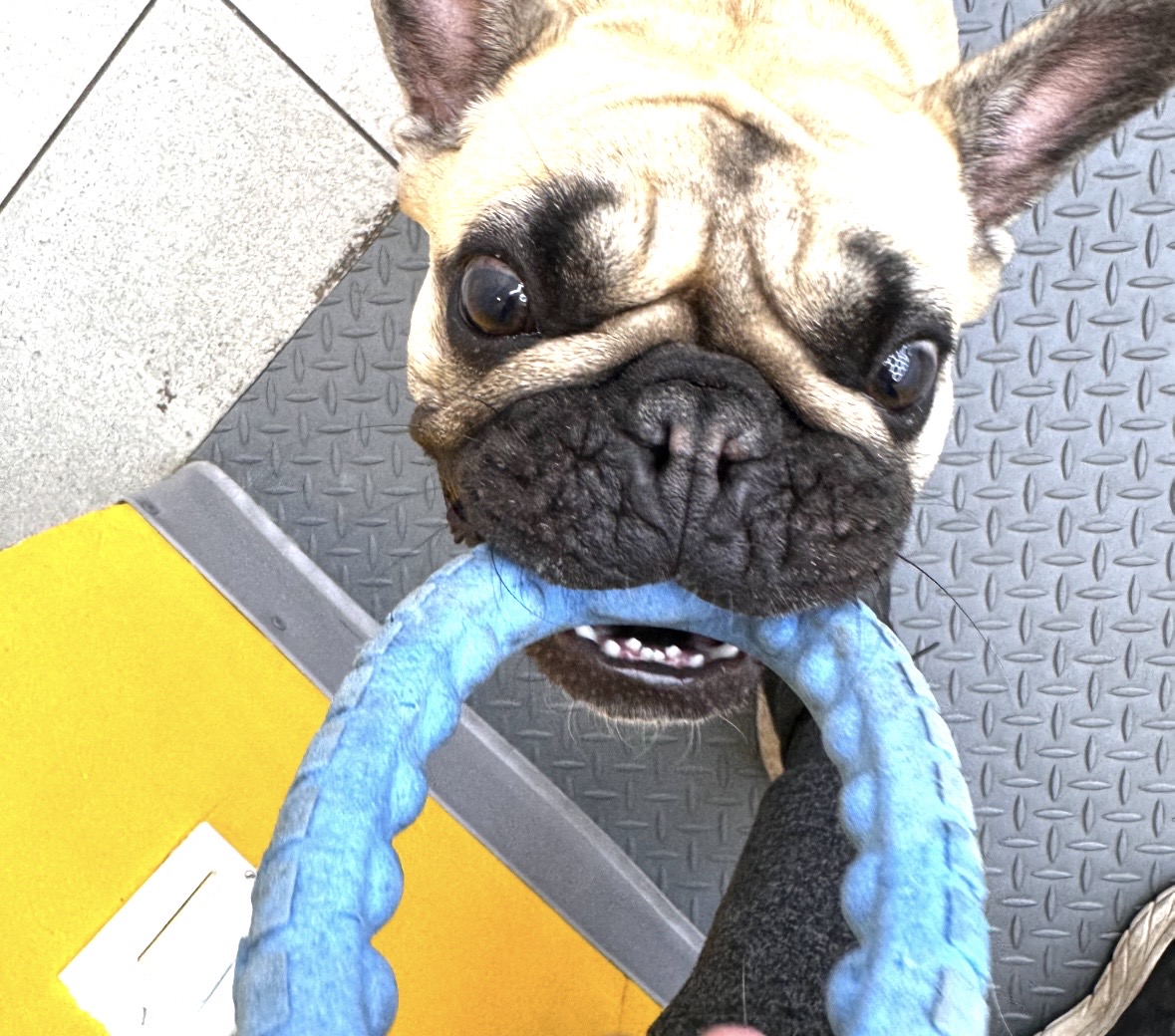 A dog holding a toy in its mouth