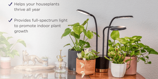 A group of potted plants on a table