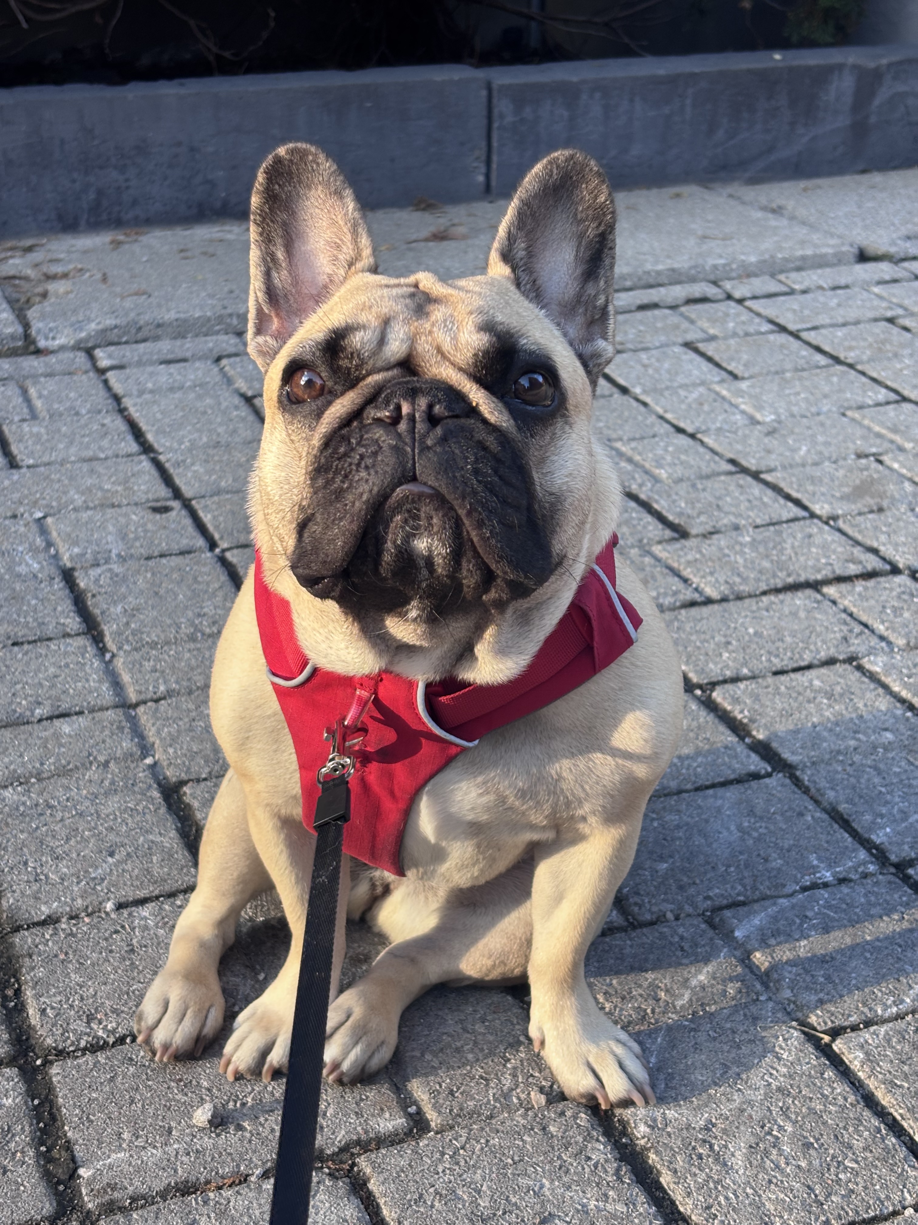 A dog sitting on a brick surface