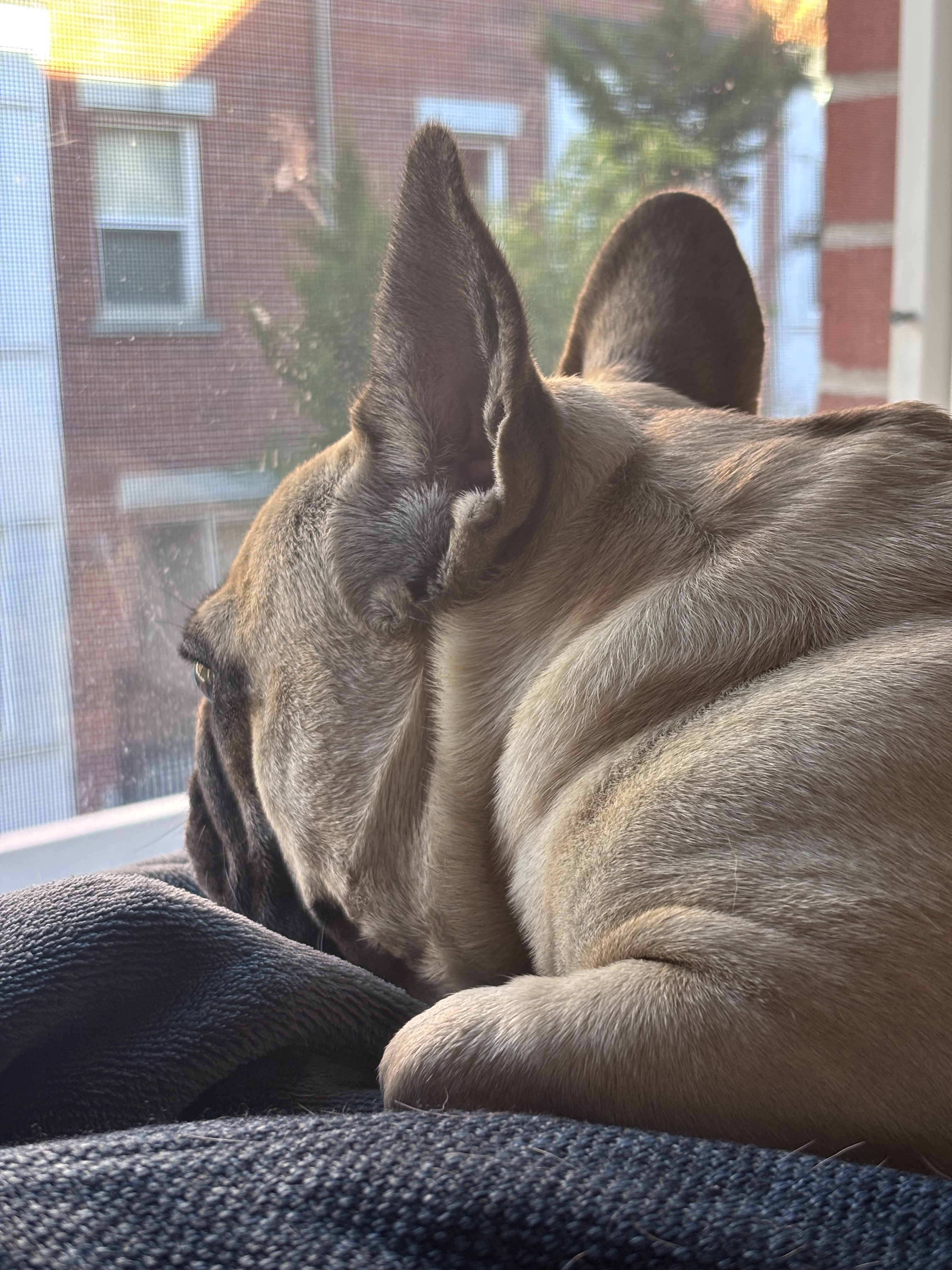 A dog looking out a window