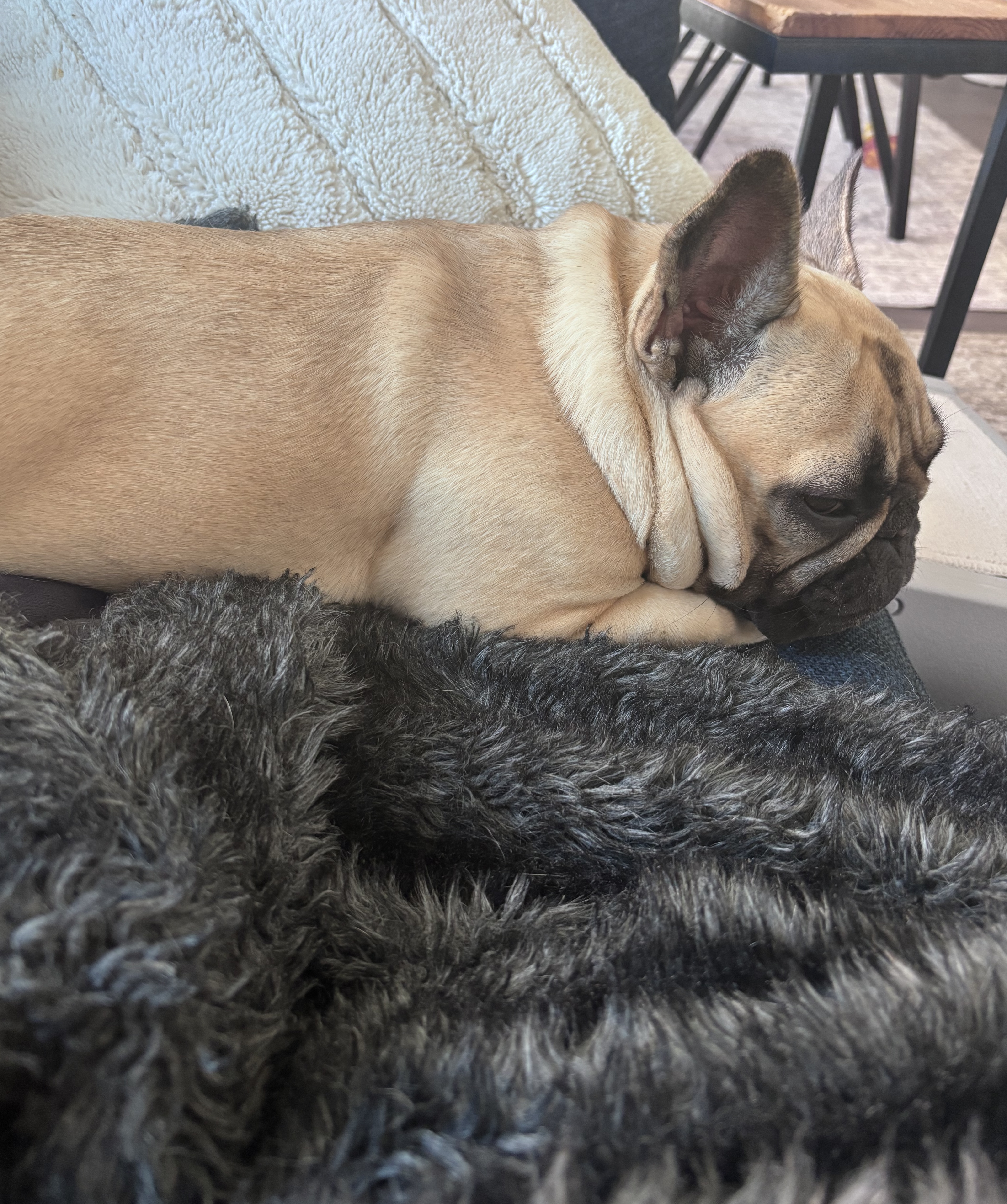 A dog lying on a blanket