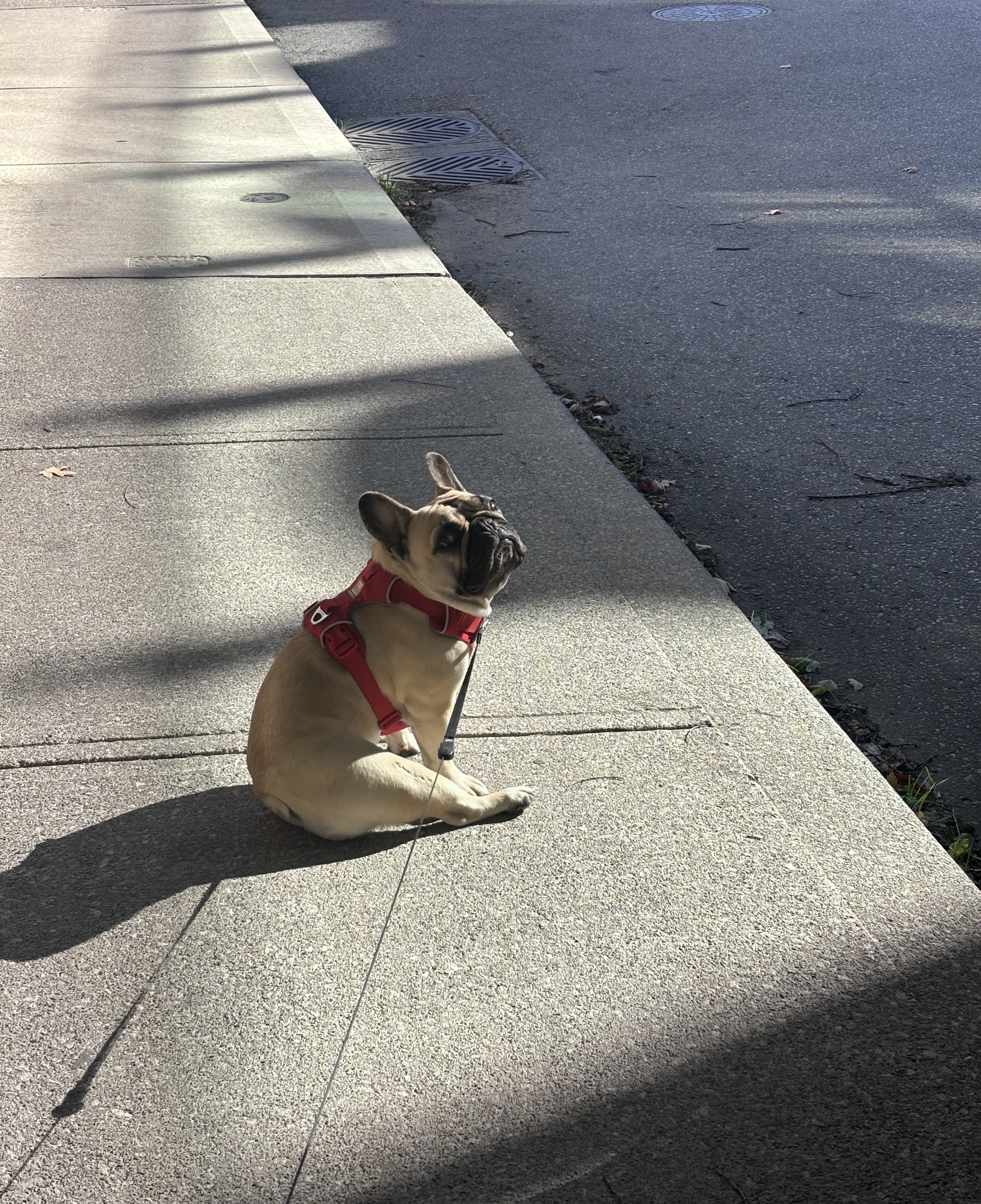 A dog sitting on a sidewalk